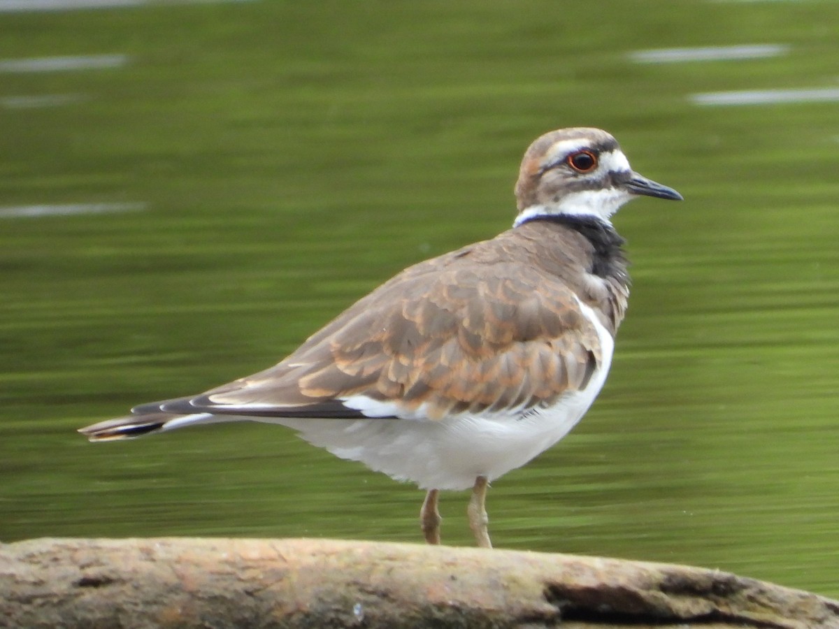 Killdeer - ML623673297