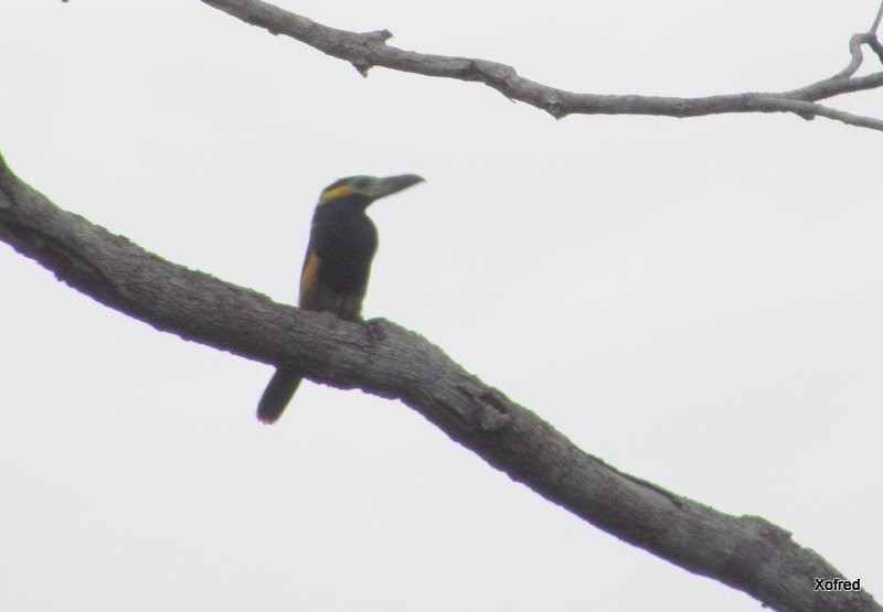 Golden-collared Toucanet - ML623673314