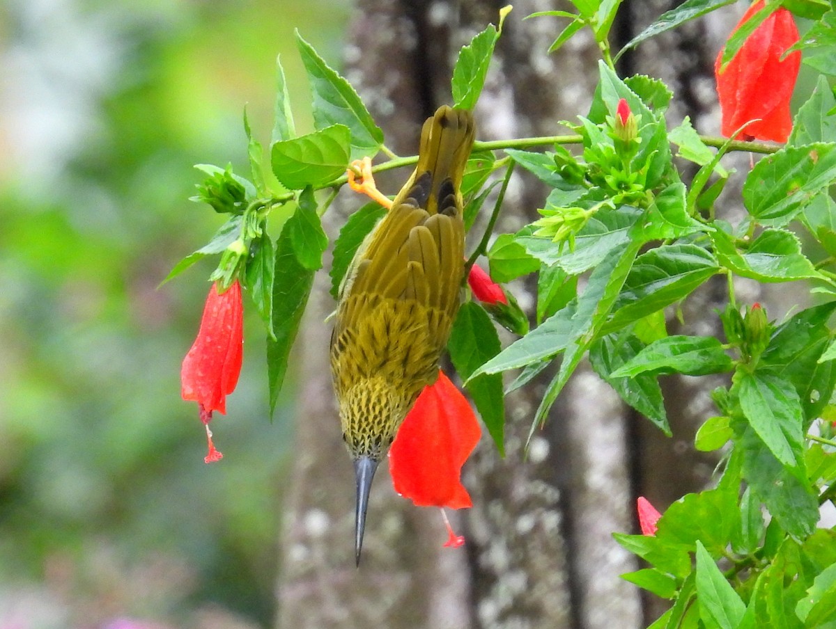 Streaked Spiderhunter - ML623673327