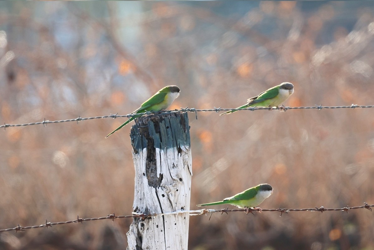 Gray-hooded Parakeet - ML623673335