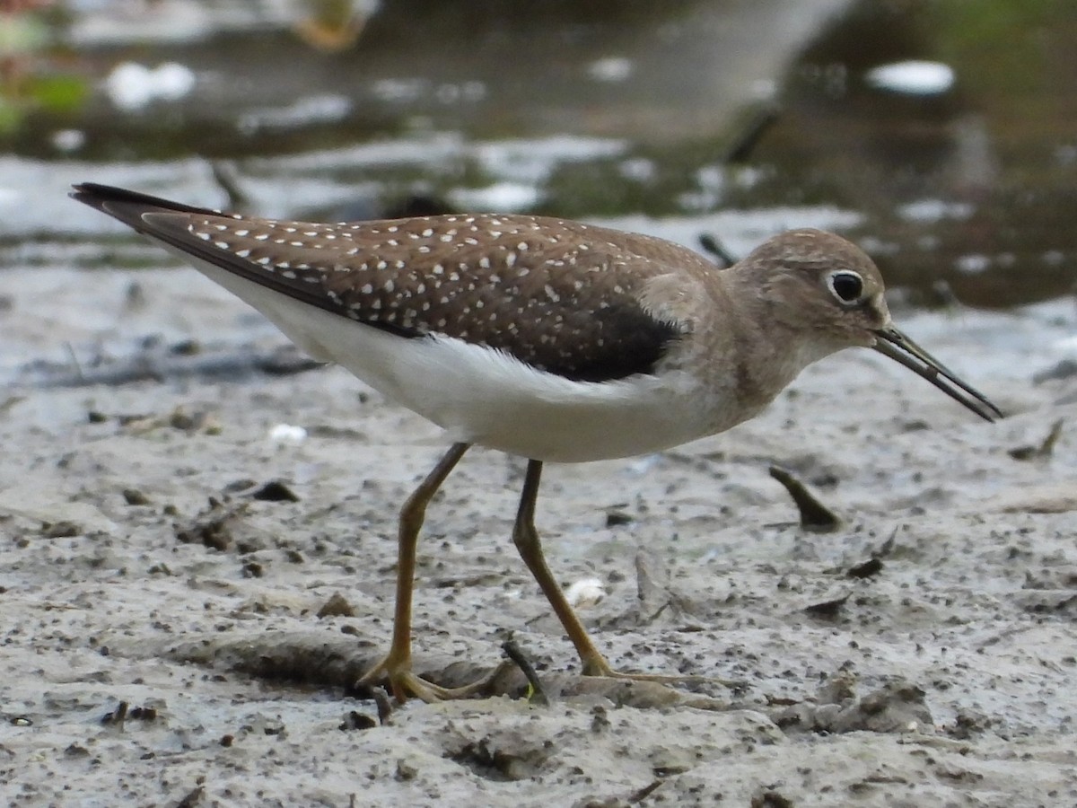 Solitary Sandpiper - ML623673340