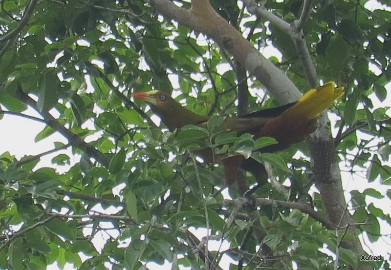 Green Oropendola - ML623673369