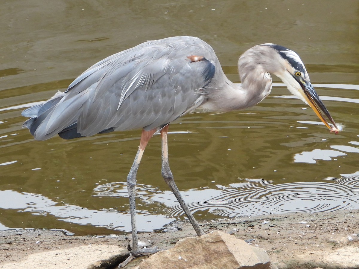 Great Blue Heron - ML623673390