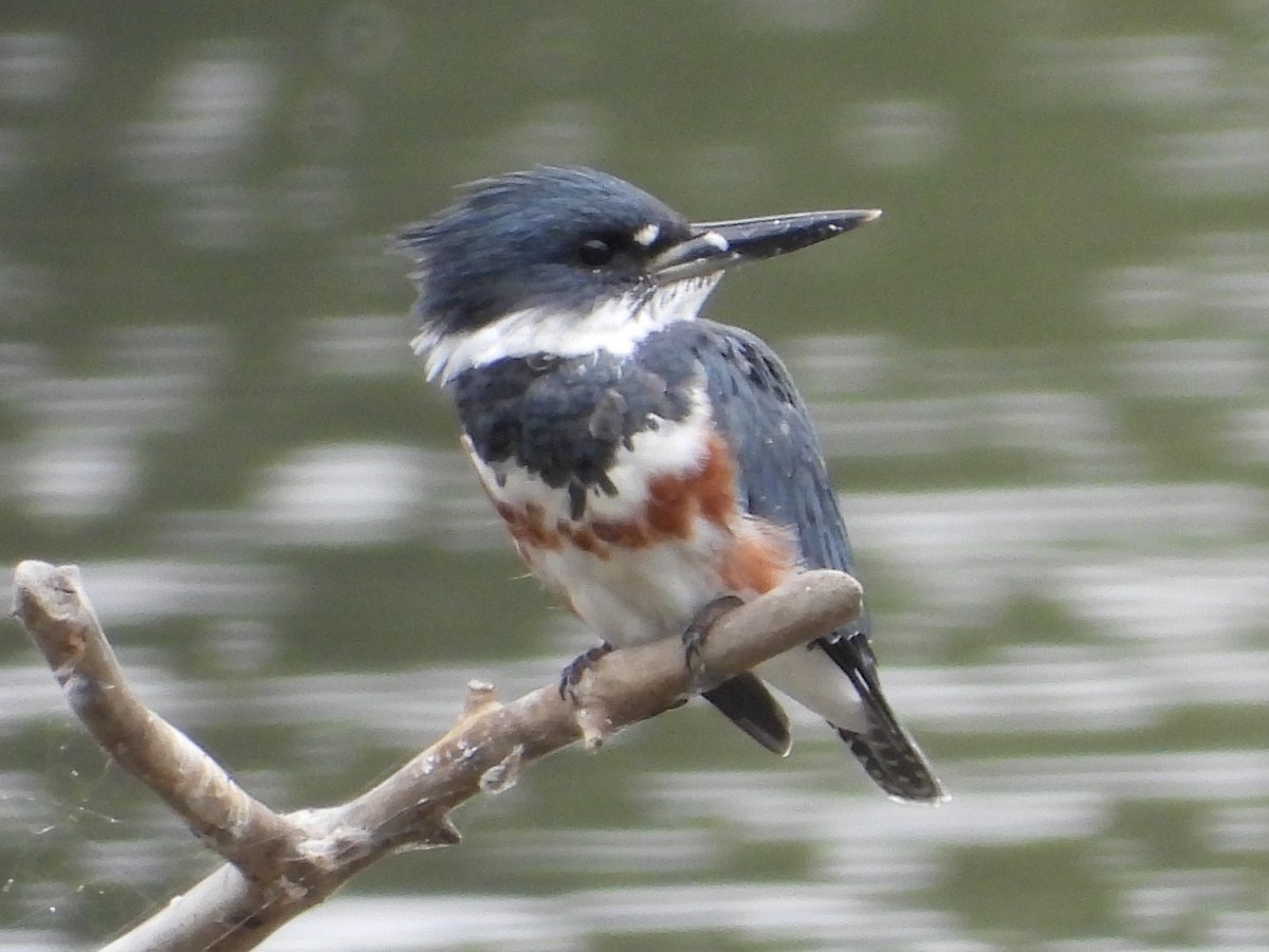 Belted Kingfisher - ML623673401