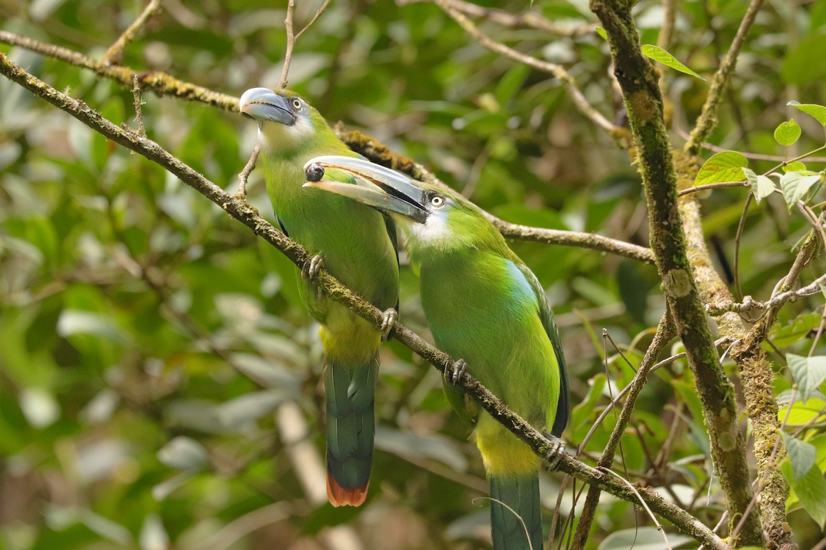 Blue-banded Toucanet - ML623673404