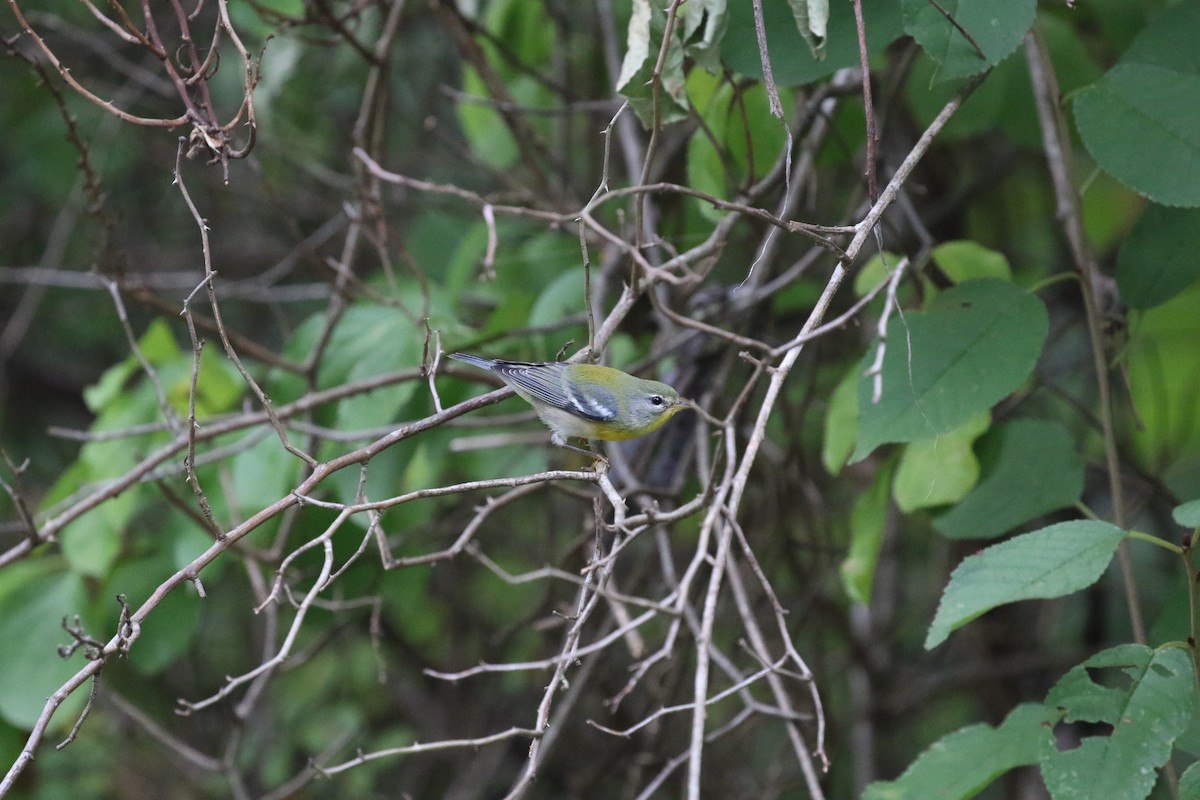 Northern Parula - ML623673405