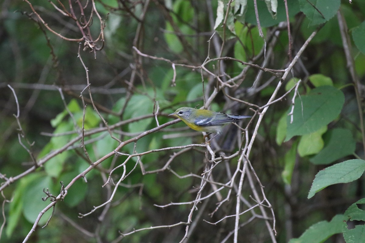 Northern Parula - ML623673406