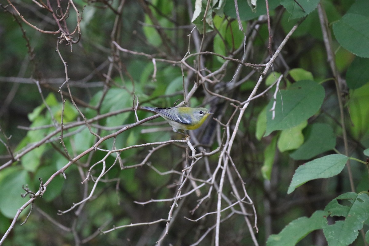 Northern Parula - ML623673407