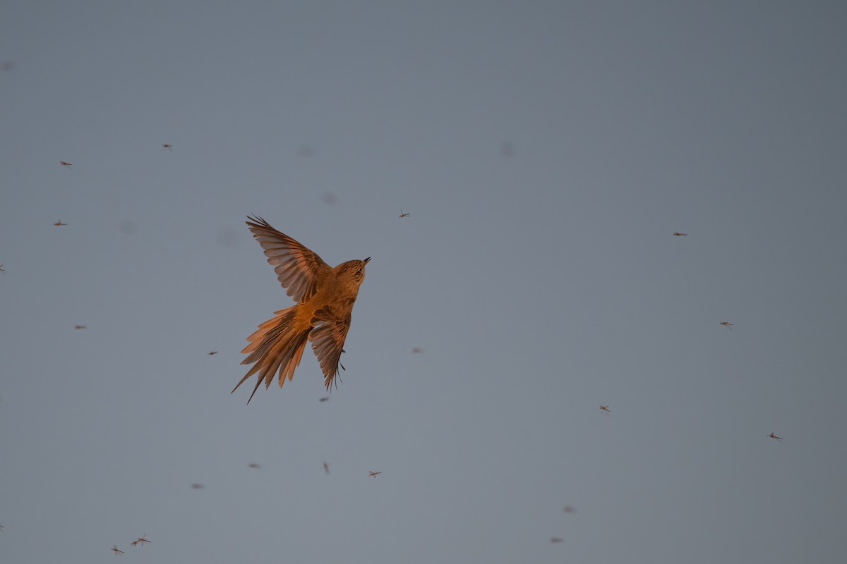 Tufted Tit-Spinetail - ML623673415