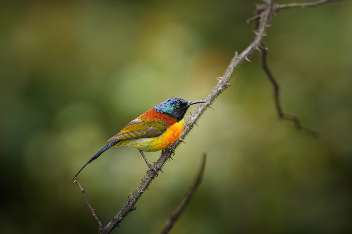 Green-tailed Sunbird - ML623673428