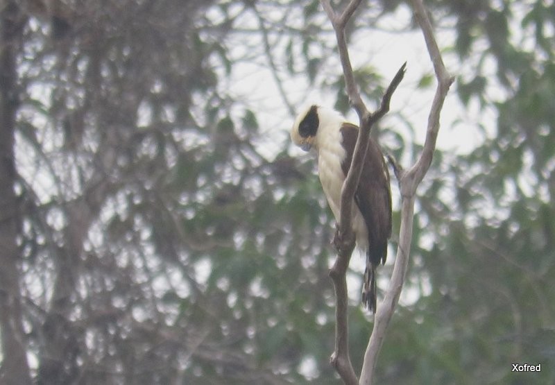 Laughing Falcon - Frederico  Morais