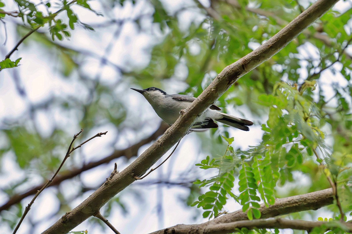 White-lored Gnatcatcher - ML623673442