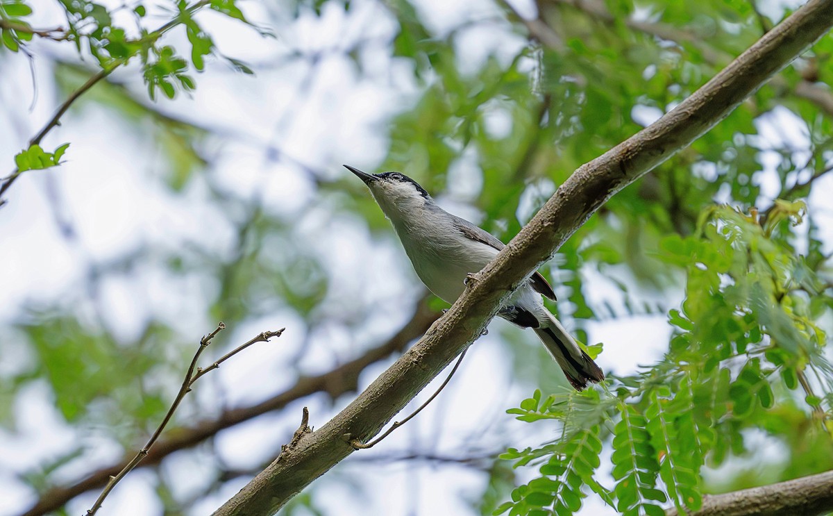 White-lored Gnatcatcher - ML623673446