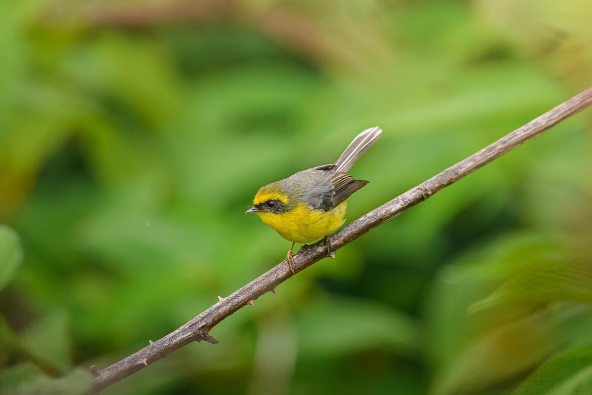 Yellow-bellied Fairy-Fantail - ML623673449