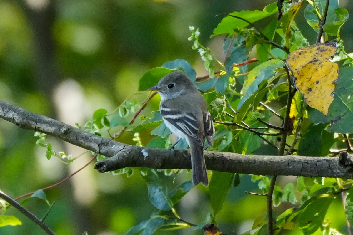 småempid - ML623673456