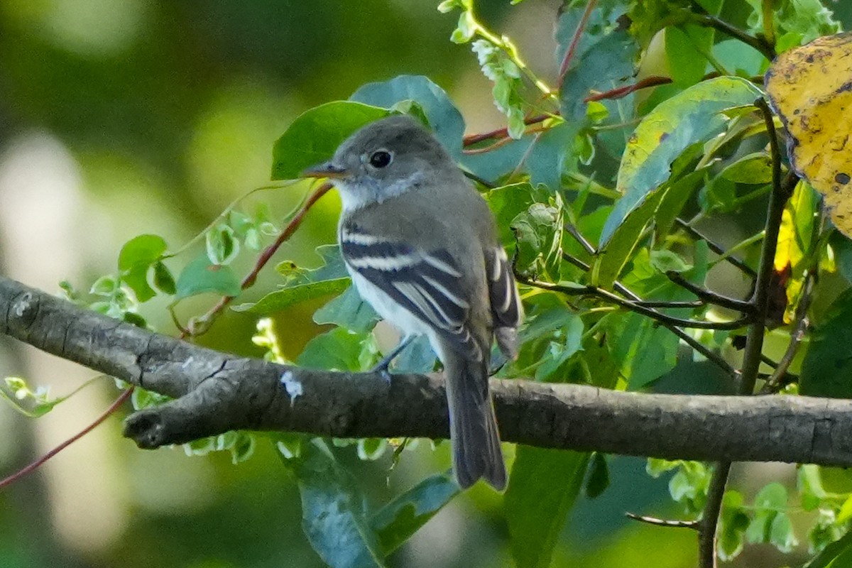 småempid - ML623673461