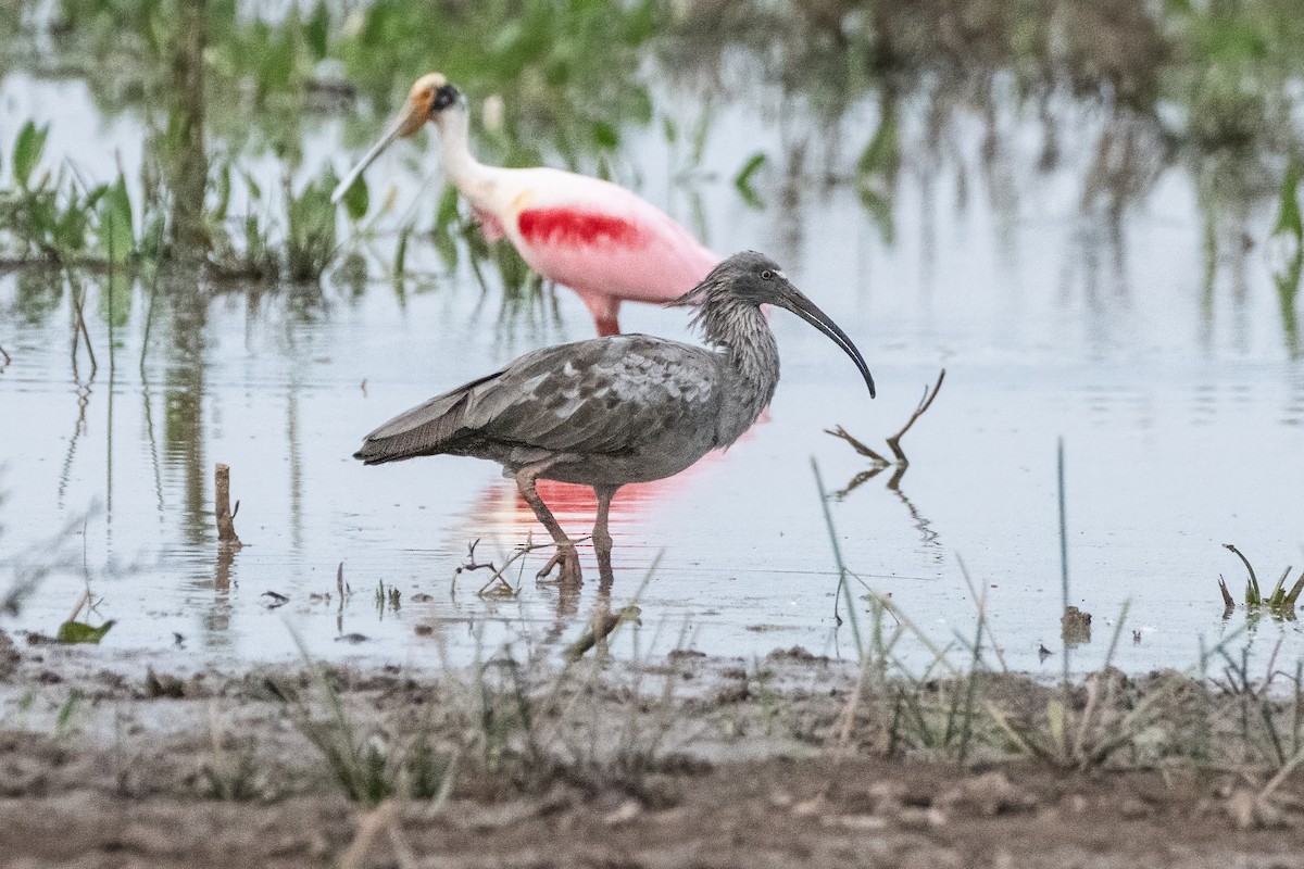 Plumbeous Ibis - ML623673469