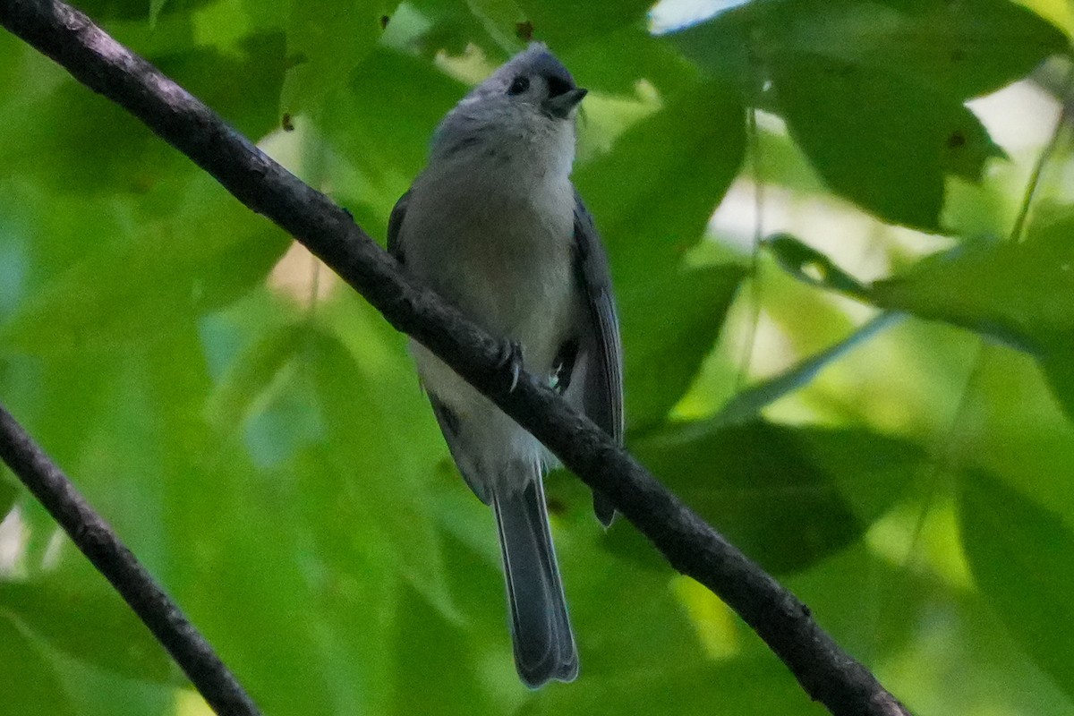 gråduskmeis - ML623673477