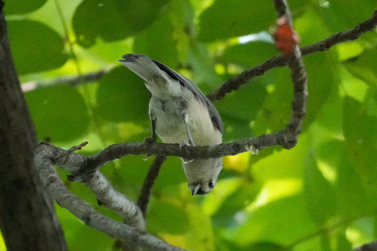 gråduskmeis - ML623673478