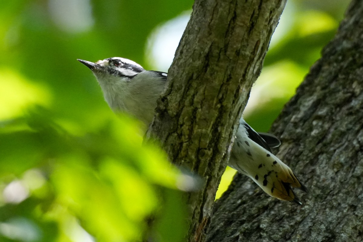 dunspett - ML623673482