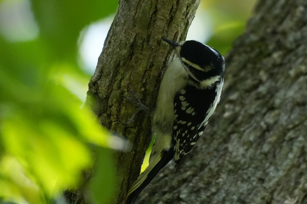 dunspett - ML623673483