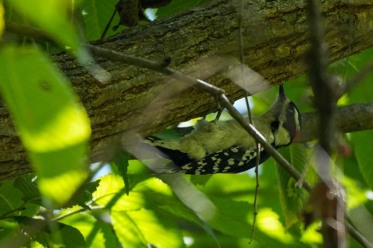 dunspett - ML623673486