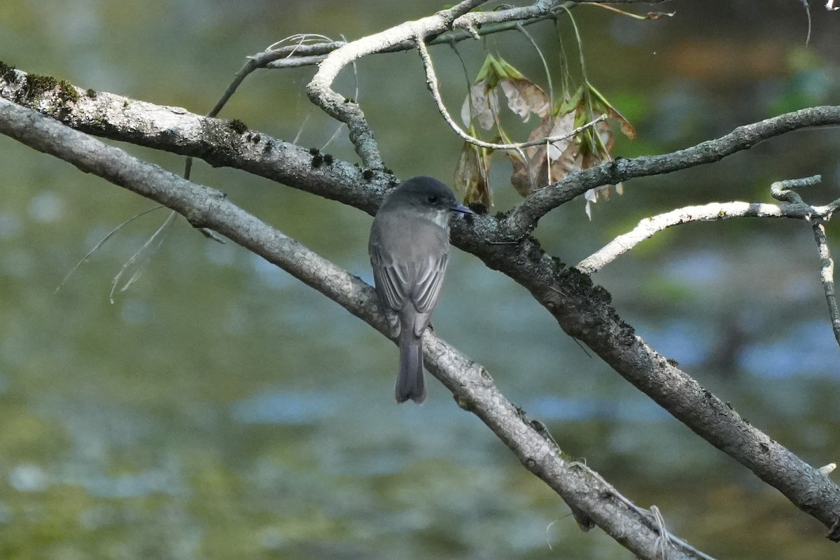 gråfibi - ML623673496