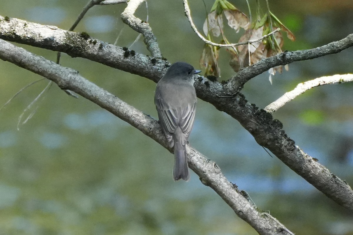 gråfibi - ML623673498