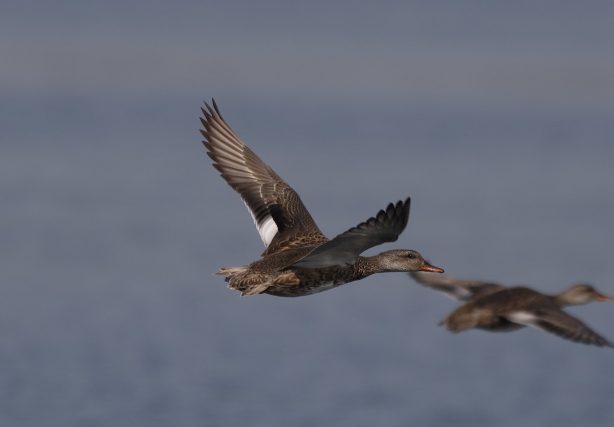 Gadwall - ML623673530