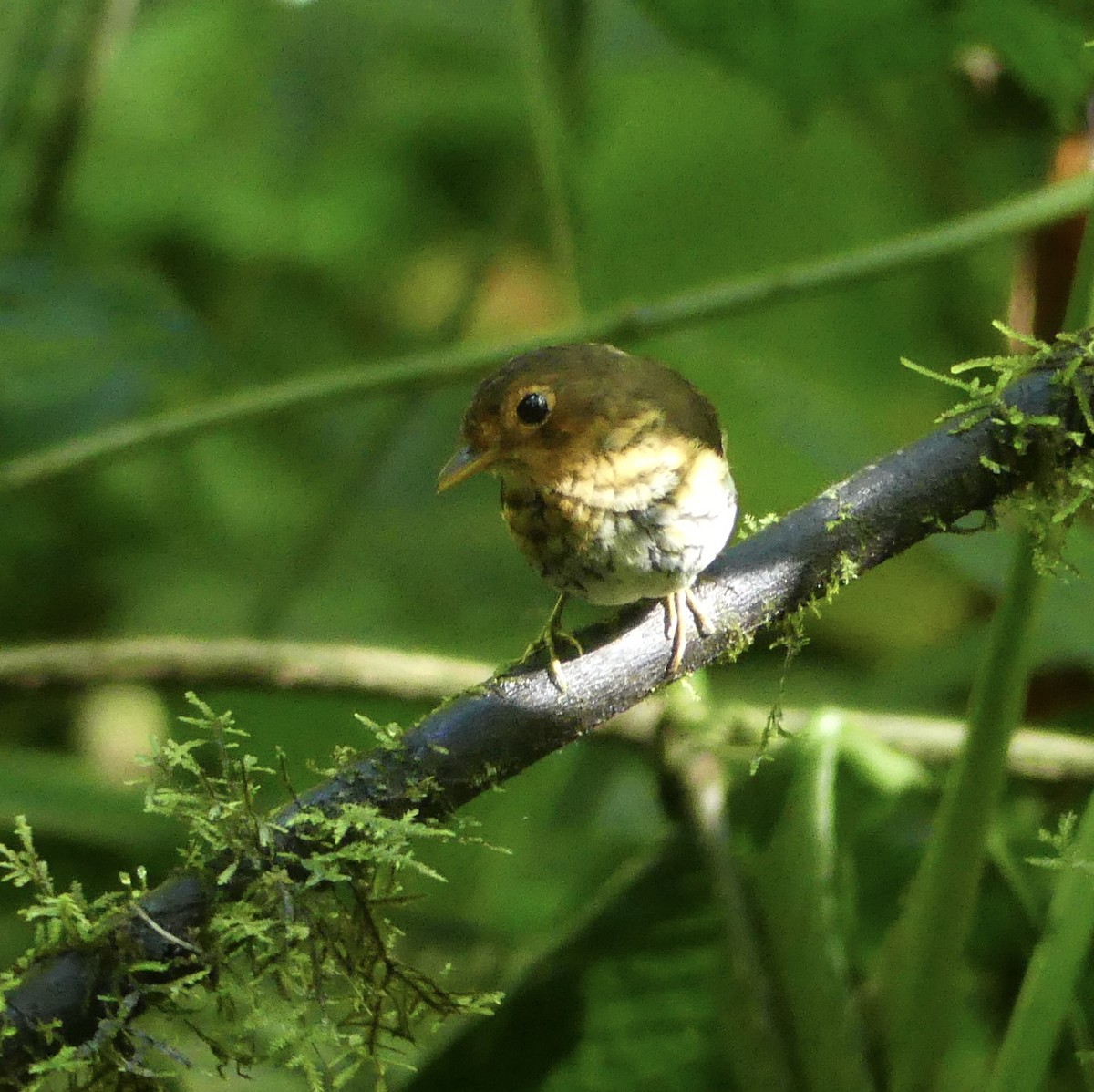 Ochre-breasted Antpitta - ML623673563