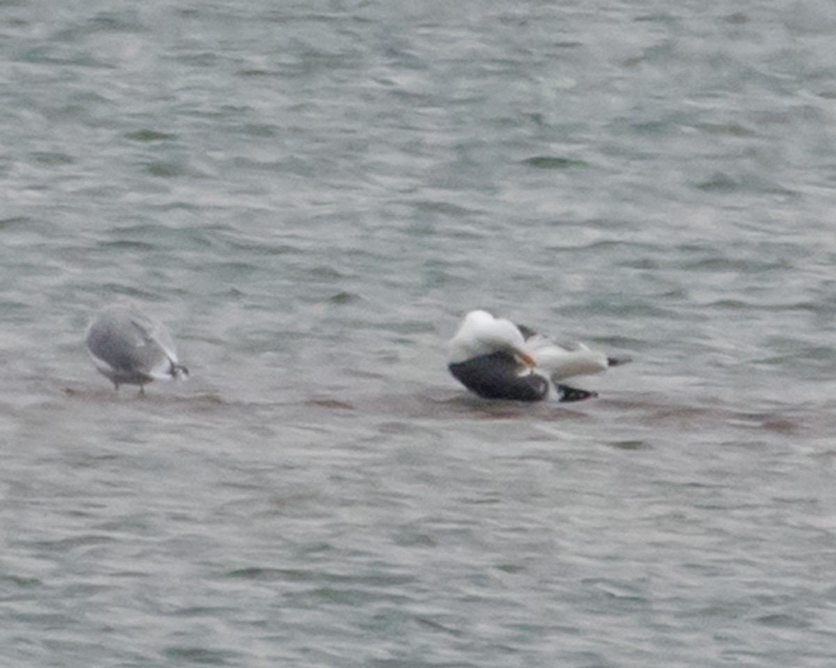 Lesser Black-backed Gull - ML623673590