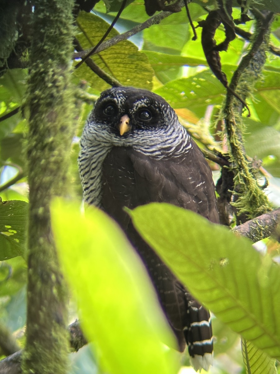 Black-and-white Owl - ML623673597