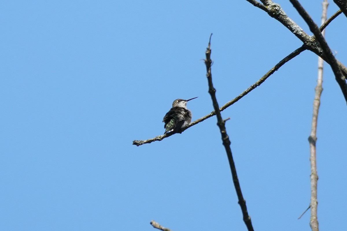 rubinstrupekolibri - ML623673599