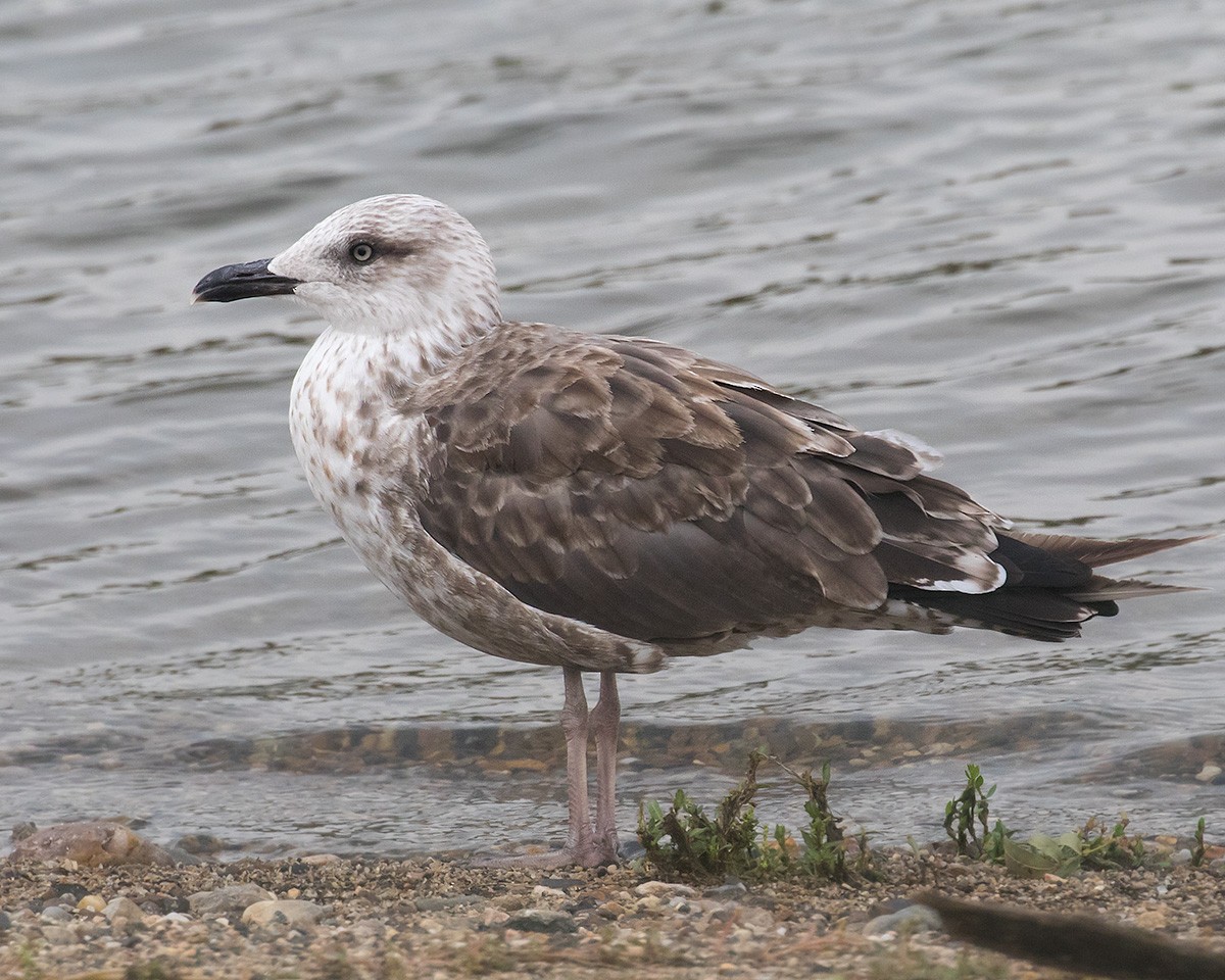 Lesser Black-backed Gull - Doug Backlund