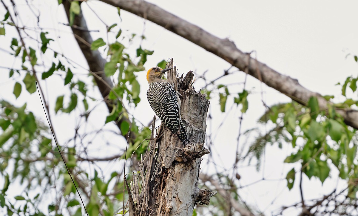 Golden-cheeked Woodpecker - ML623673638