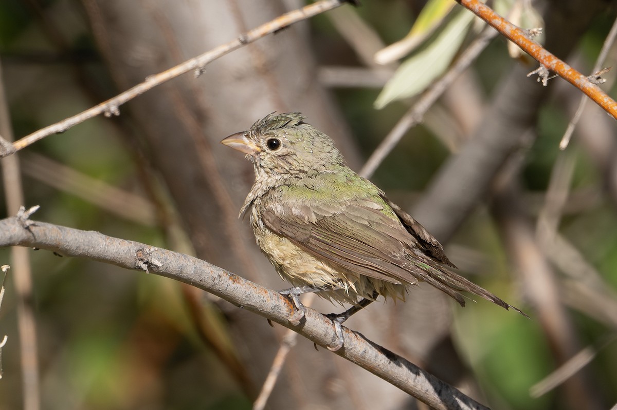 Painted Bunting - ML623673665