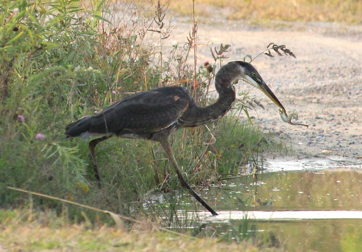 Great Blue Heron - ML623673676