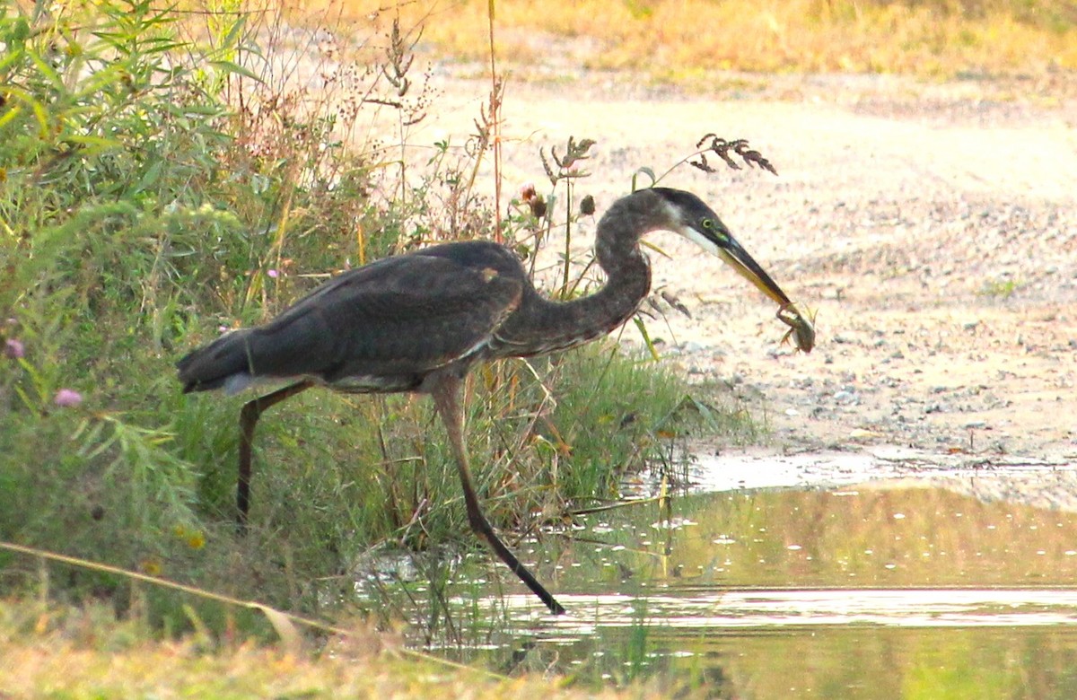 Great Blue Heron - ML623673701