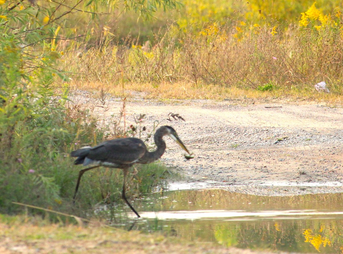 Great Blue Heron - Hilary Dickson