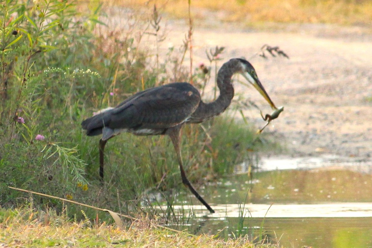 Great Blue Heron - ML623673757