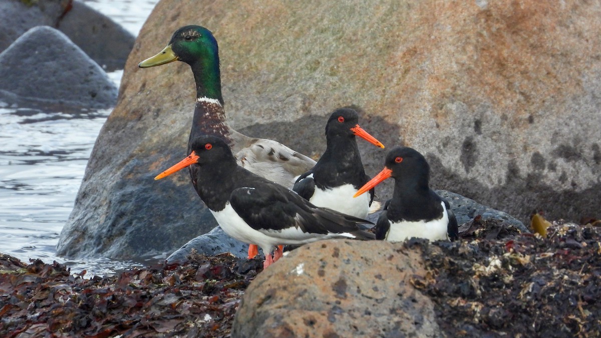 Алаг хясаач - ML623673761