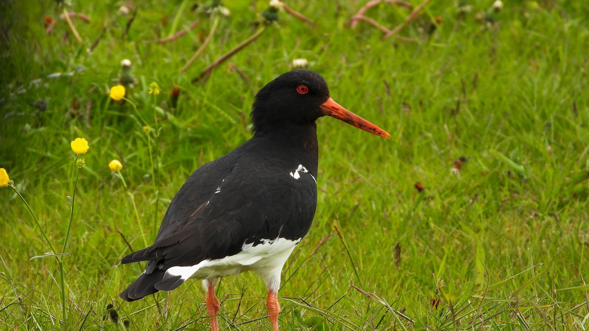 Алаг хясаач - ML623673763