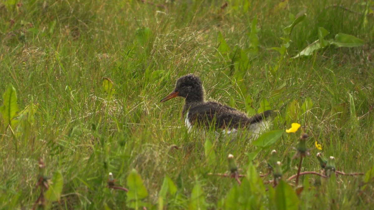 Алаг хясаач - ML623673764