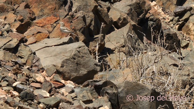 Berthelot's Pipit - ML623673771