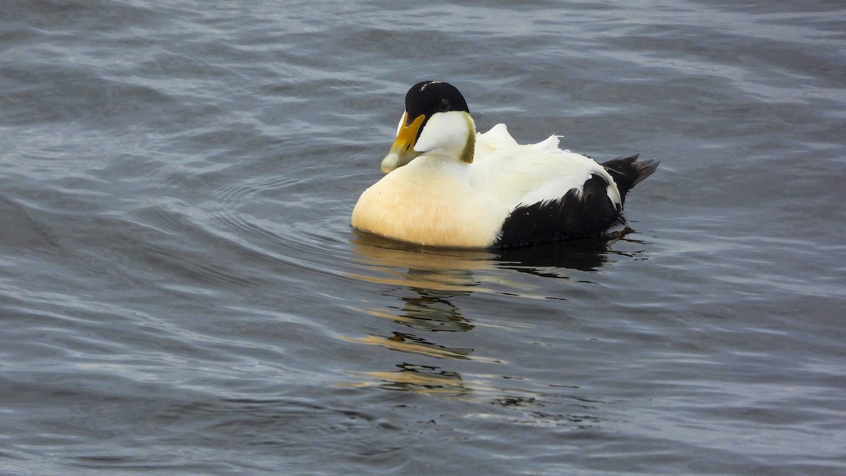 Common Eider - ML623673785