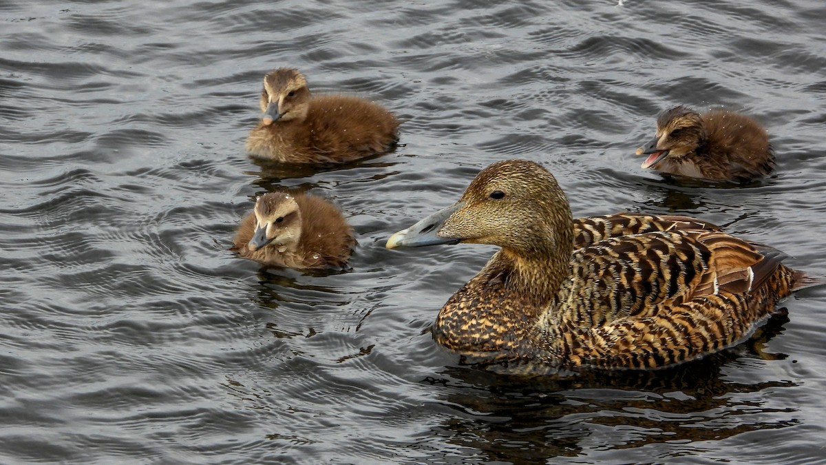 Common Eider - ML623673786