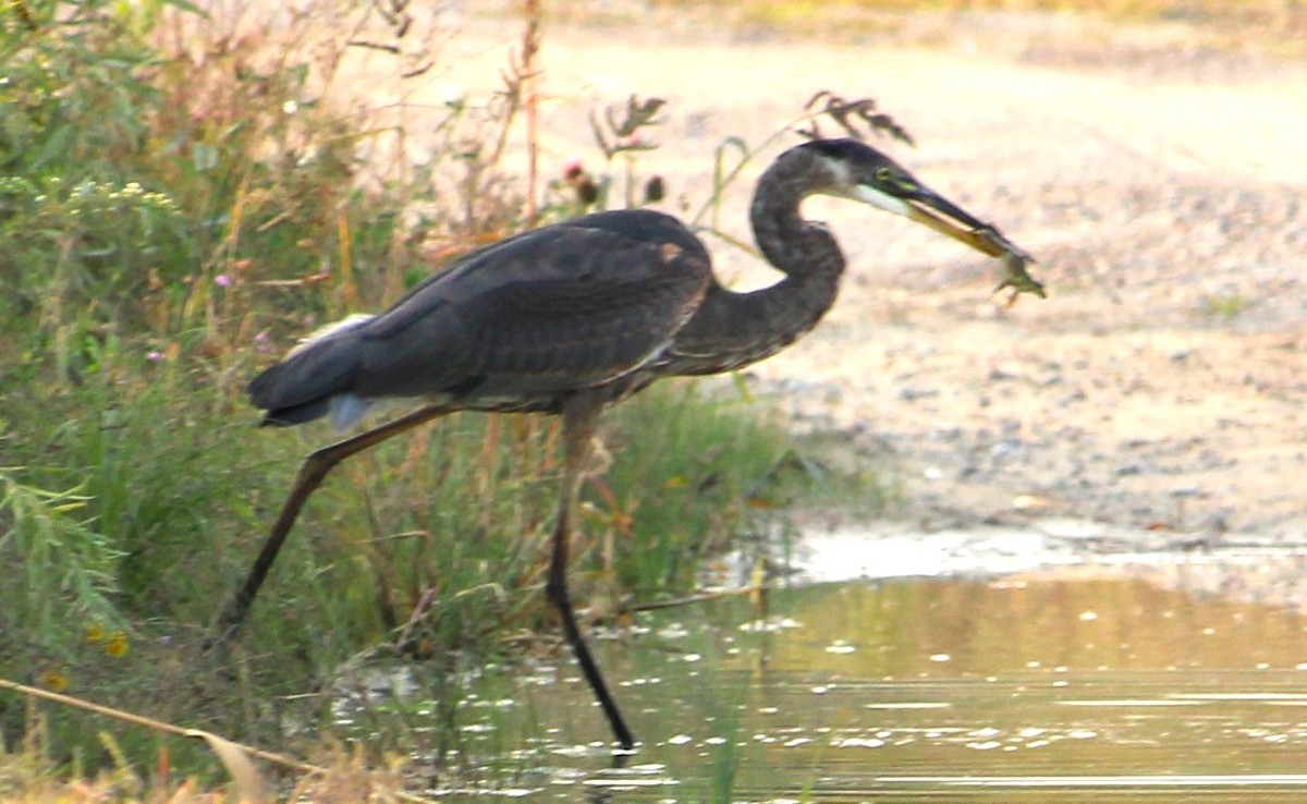 Great Blue Heron - ML623673789