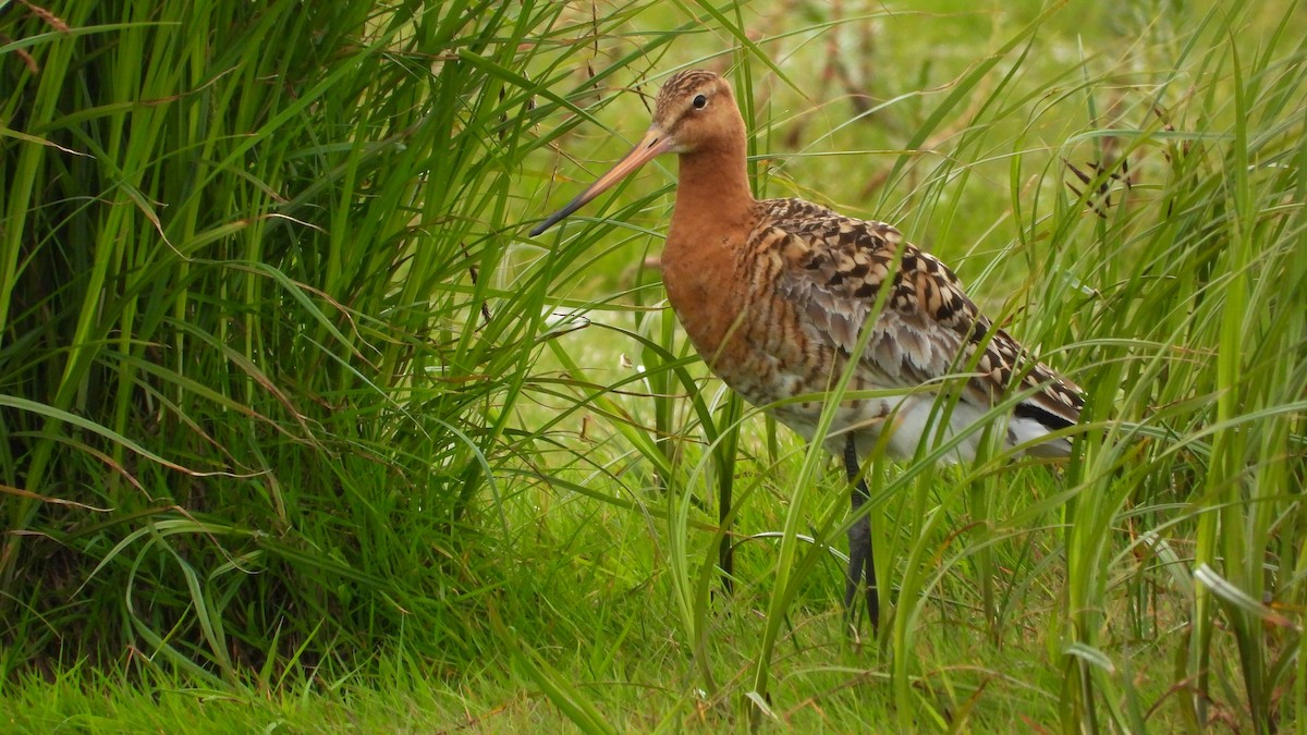 Black-tailed Godwit (Icelandic) - ML623673794