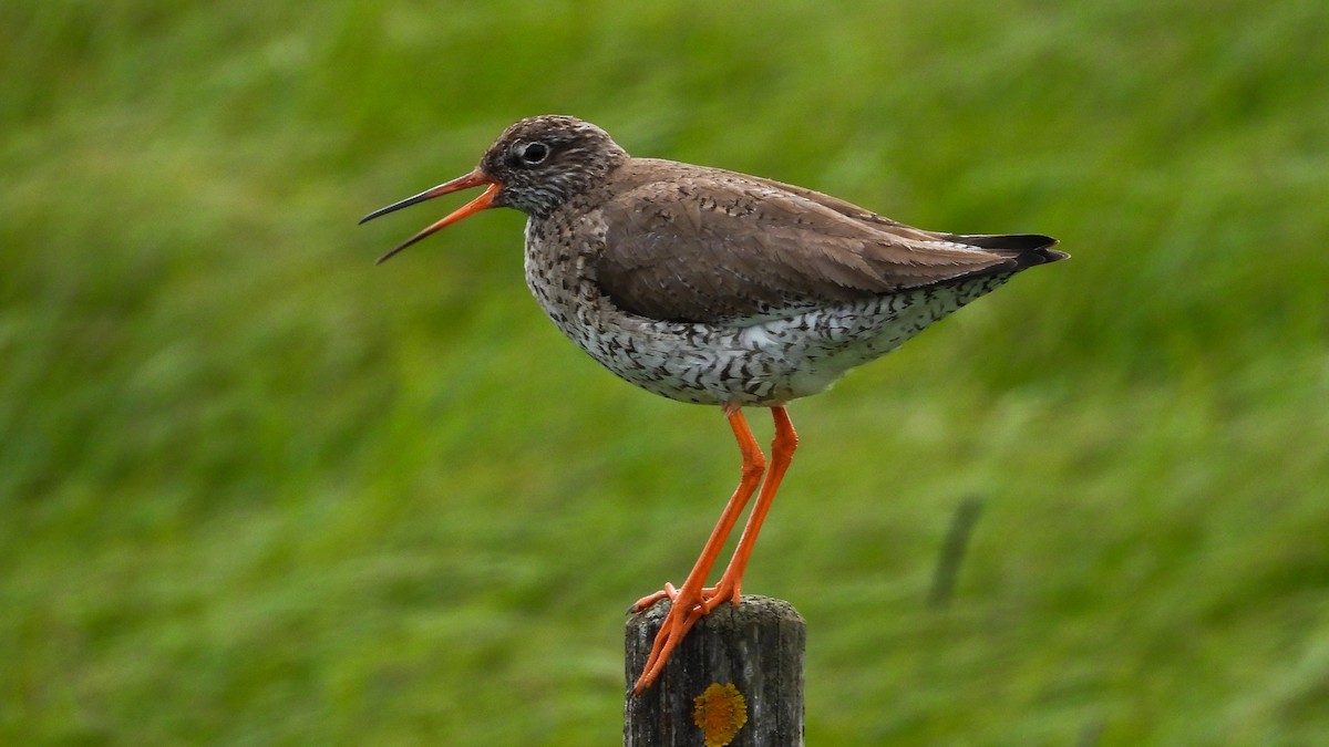 Улаан хөлт хөгчүү - ML623673802