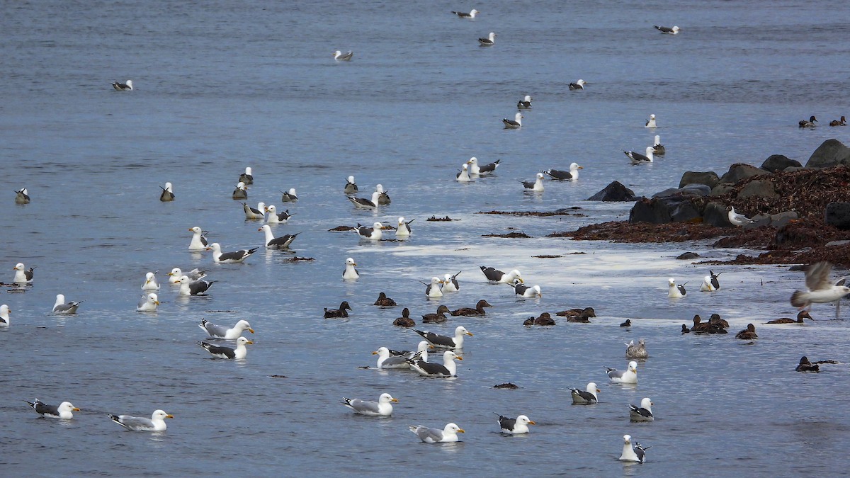 Мөсний цахлай - ML623673812